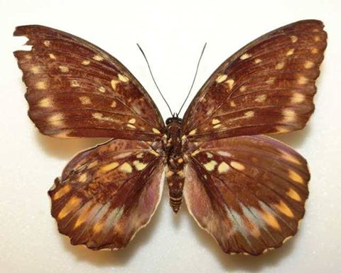 Lexias pardalis (aberration,philippines) (Internet Image property of respective owner, non-commercial use only)